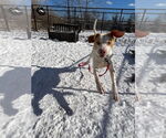 Small #2 Mutt