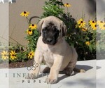 Small #3 Mastiff