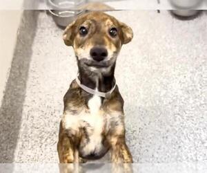 Unknown-Whippet Mix Dogs for adoption in Houston, TX, USA