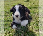 Small Photo #274 Border Collie Puppy For Sale in NORBORNE, MO, USA