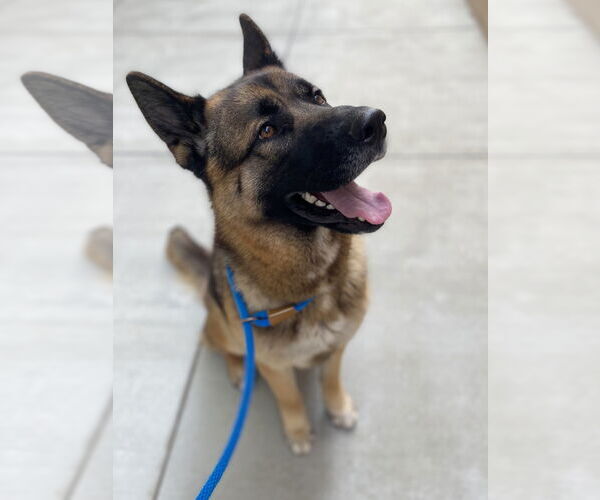 Medium Photo #3 German Shepherd Dog Puppy For Sale in Salinas, CA, USA