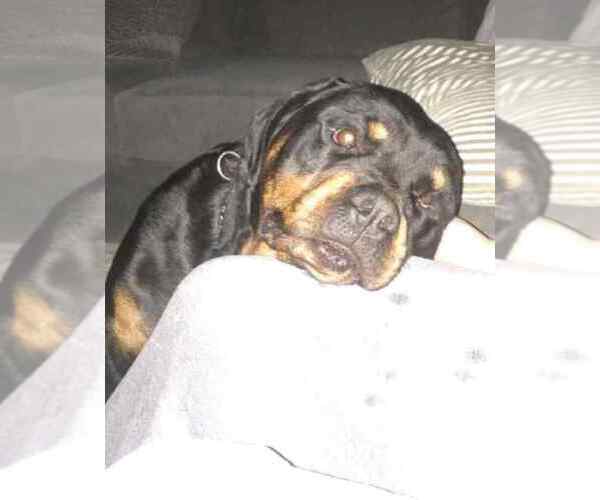 Medium Photo #5 Rottweiler Puppy For Sale in BUFFALO, NY, USA