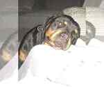 Small Photo #5 Rottweiler Puppy For Sale in BUFFALO, NY, USA