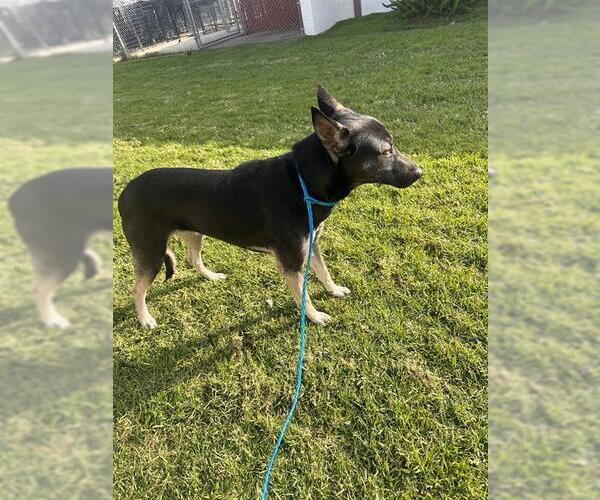 Medium Photo #1 German Shepherd Dog-Unknown Mix Puppy For Sale in Camarillo, CA, USA