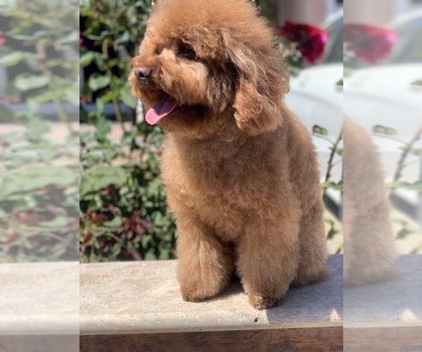 Medium Photo #1 Poodle (Miniature) Puppy For Sale in SAN JOSE, CA, USA
