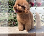Small Photo #1 Poodle (Miniature) Puppy For Sale in SAN JOSE, CA, USA