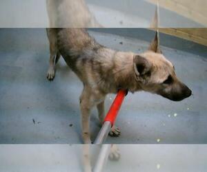 German Shepherd Dog Dogs for adoption in Tulsa, OK, USA