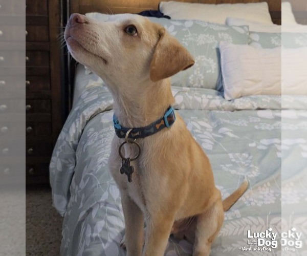 Medium Photo #2 Labrador Retriever-Unknown Mix Puppy For Sale in Washington, DC, USA