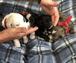 Small Photo #12 Poodle (Toy)-Texas Heeler Mix Puppy For Sale in MARQUAND, MO, USA