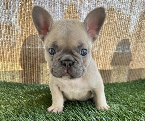 French Bulldog Puppy for sale in WHITTIER, CA, USA