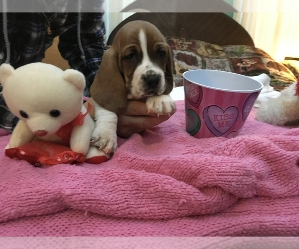 Medium Photo #4 Basset Hound Puppy For Sale in ABSECON, NJ, USA