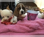 Small Photo #4 Basset Hound Puppy For Sale in ABSECON, NJ, USA