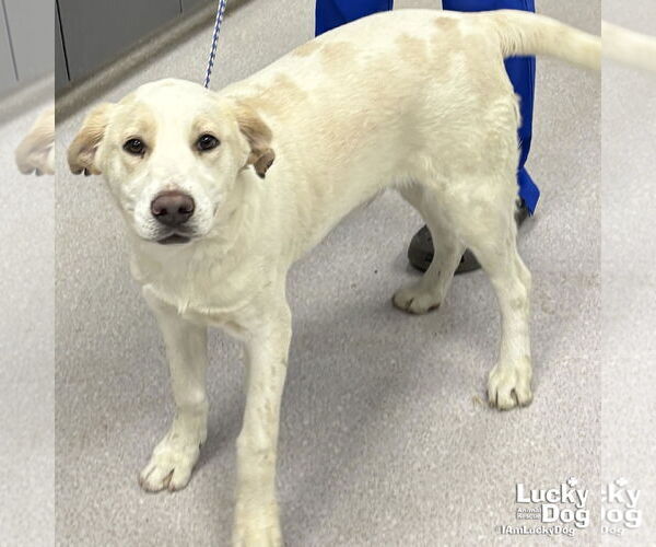 Medium Photo #1 Labrador Retriever-Unknown Mix Puppy For Sale in Washington, DC, USA