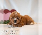 Small #2 Cavapoo (Miniature)
