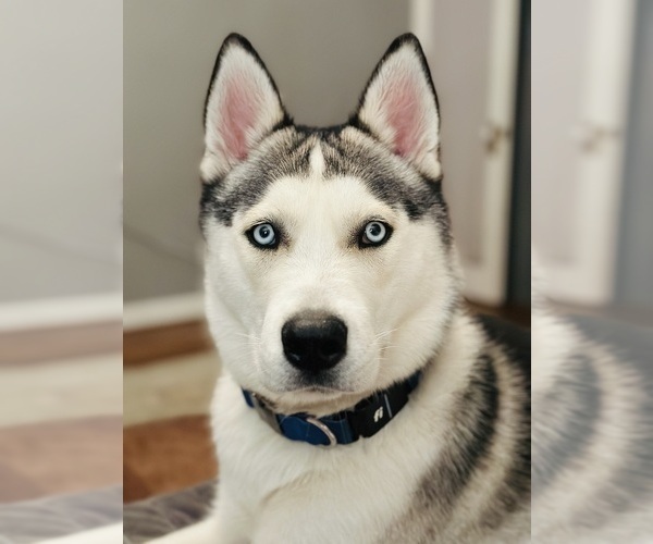 Medium Photo #1 German Shepherd Dog-Siberian Husky Mix Puppy For Sale in LANSING, MI, USA