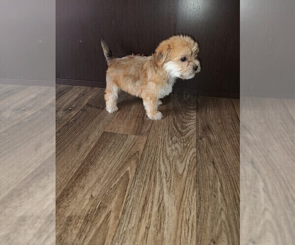 Medium Photo #15 Yorkshire Terrier Puppy For Sale in LAPEER, MI, USA