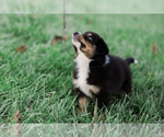 Small Photo #8 Australian Shepherd Puppy For Sale in ARODA, VA, USA
