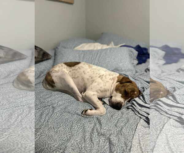 Medium Photo #6 Labrador Retriever-Unknown Mix Puppy For Sale in Rosenberg, TX, USA