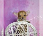Small Photo #18 Chihuahua Puppy For Sale in WARSAW, IN, USA