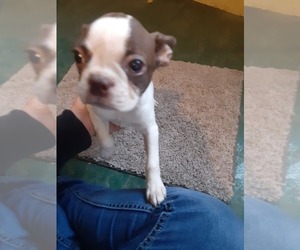 Boston Terrier Puppy for sale in KNOB NOSTER, MO, USA