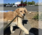Small #1 Spaniel Mix