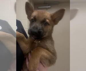 German Shepherd Dog-Unknown Mix Dogs for adoption in Conroe, TX, USA