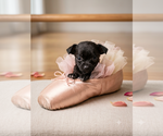 Small Chihuahua Mix