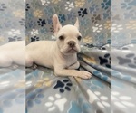 Small #5 French Bulldog