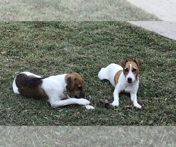 Medium Photo #1 Jack Russell Terrier Puppy For Sale in MOUNT VERNON, IL, USA