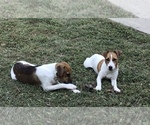 Small Photo #1 Jack Russell Terrier Puppy For Sale in MOUNT VERNON, IL, USA