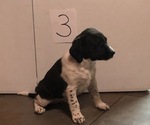 Puppy 2 Brittany-Unknown Mix