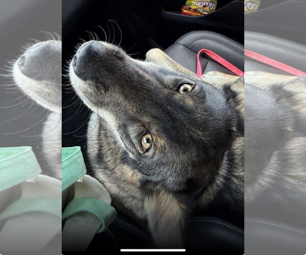 Medium Photo #2 Australian Shepherd-German Shepherd Dog Mix Puppy For Sale in Lake Elsinore, CA, USA