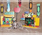 Small #2 Chihuahua