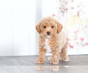 Poodle (Toy) Puppy for sale in BEL AIR, MD, USA