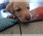 Small #5 Labrador Retriever