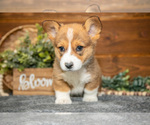 Small #1 Pembroke Welsh Corgi