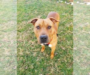 Claus - Male Mutt Dog for Adoption - Photo #8