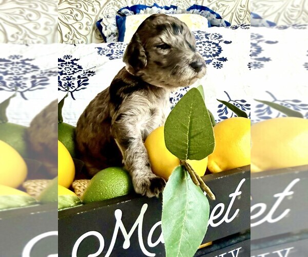 Medium Photo #1 Goldendoodle Puppy For Sale in BUDA, TX, USA