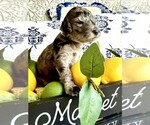 Image preview for Ad Listing. Nickname: Litter of 8