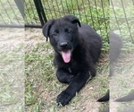 Puppy Royal German Shepherd Dog