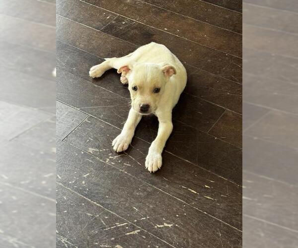 Medium Photo #1 Labrador Retriever Puppy For Sale in San Antonio, TX, USA