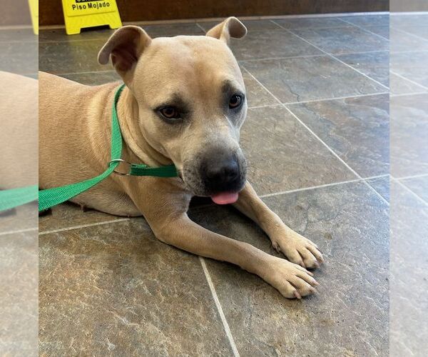 Medium Photo #2 American Pit Bull Terrier Puppy For Sale in Monticello, MS, USA