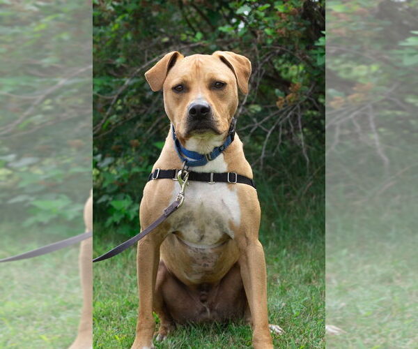 Medium Photo #7 Mutt Puppy For Sale in Bemidji, MN, USA
