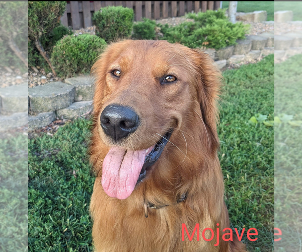Medium Photo #13 Golden Retriever Puppy For Sale in WEST MIDDLESEX, PA, USA