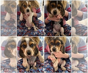 Beagle Puppy for sale in ANNVILLE, KY, USA