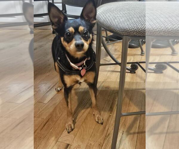 Medium Photo #4 Chihuahua-Unknown Mix Puppy For Sale in Lakewood, CO, USA