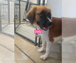 Small #2 Collie Mix
