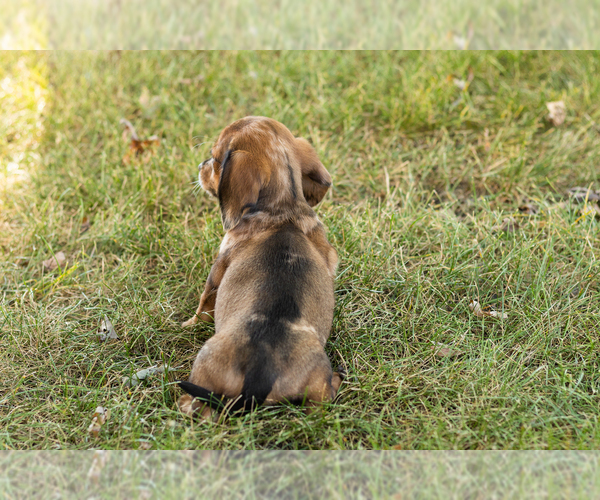 Medium Photo #19 Dachshund Puppy For Sale in NAPPANEE, IN, USA