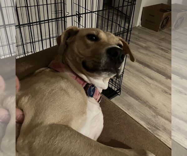 Medium Photo #36 American Pit Bull Terrier-Unknown Mix Puppy For Sale in Fargo, ND, USA