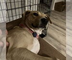 Small #35 American Pit Bull Terrier Mix